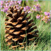 Pinon Pine Perfume Oil