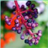 Acai Berry Perfume Oil
